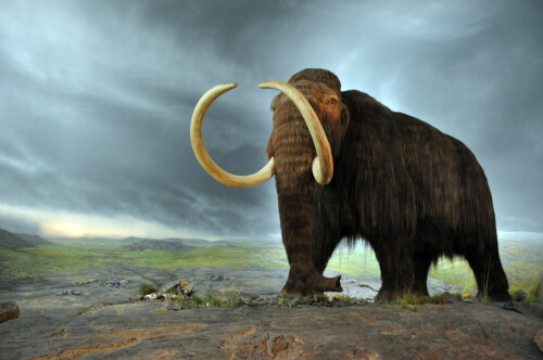 Extinción de los mamuts