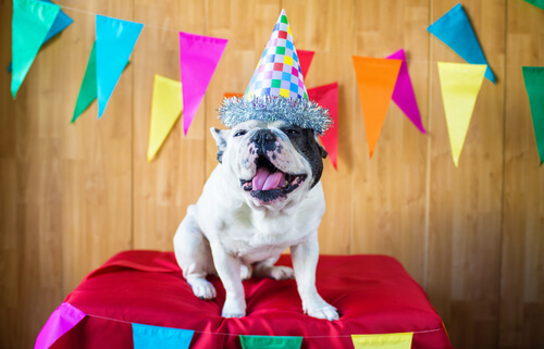 cansado Burro cupón Fiesta de cumpleaños para perros: tips para tener en cuenta