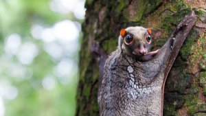 Galeopiteco o colugo: características y comportamiento