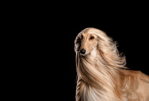 Galgo afgano