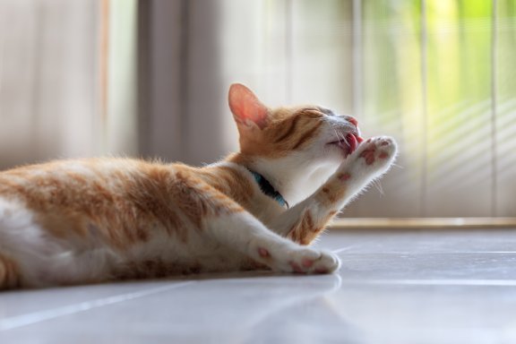 Стрижка кота () Стрижка кота