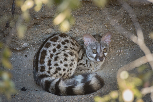 Gato almizclero