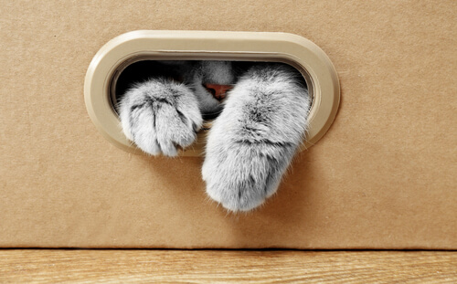 Gato dentro de una caja.