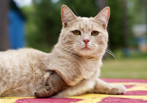 Gato con tres patas