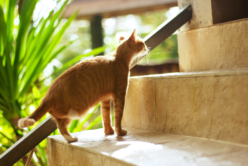 Gato pierde una pata