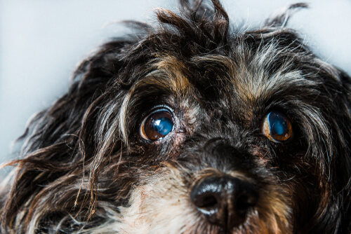 Glaucoma en perros: síntomas y tratamientos