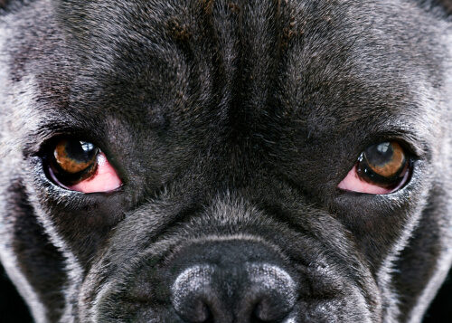 Glaucoma en perros: síntomas