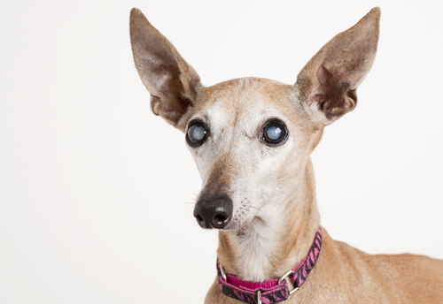 Glaucoma en perros: tratamiento