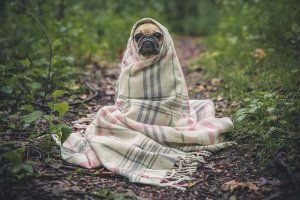 Prevención y cuidados de la gripe en perros