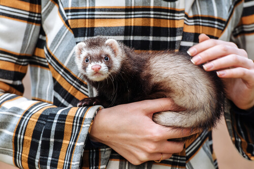 A ferret.