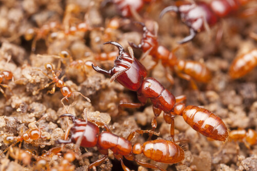 Insectos asesinos: hormigas guerreras