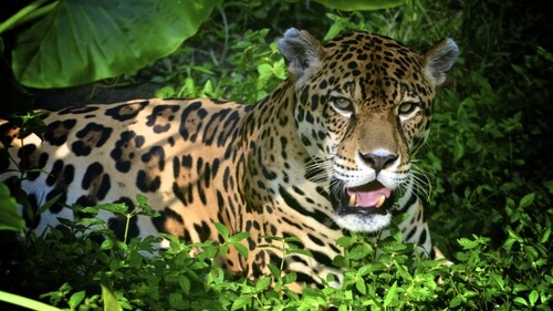 Jaguares mayas