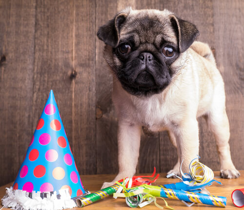 Juegos para cumpleaños de perros