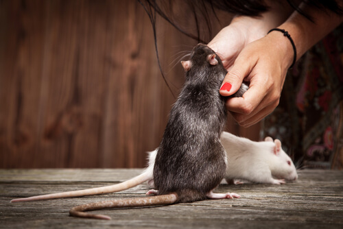 ¿Cómo enseñarle trucos a tu rata mascota?