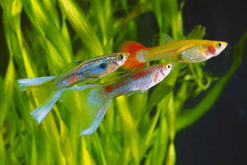 La contaminación lumínica hace que los peces sean más valientes