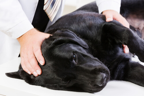 La epilepsia en perros: síntomas