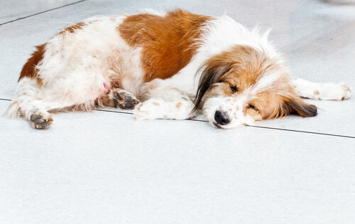 La epilepsia en perros: soluciones