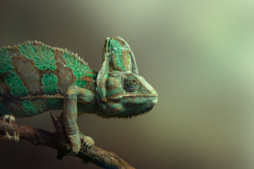 La inteligencia de los reptiles y anfibios
