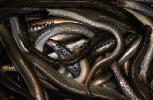 Lamprea marina (Petromyzon marinus)