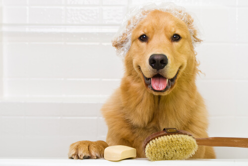 Lavar el pelo al perro