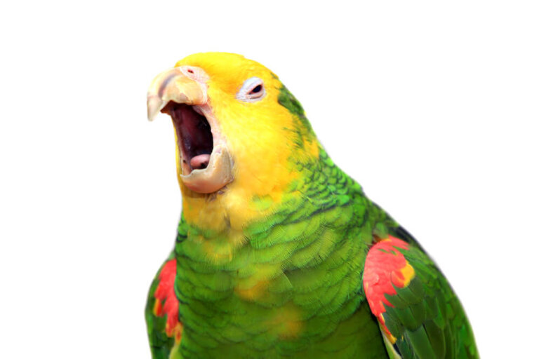 ¿Los loros entienden lo que dicen?