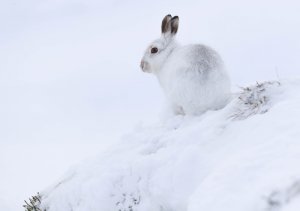 La liebre del ártico: características y hábitat
