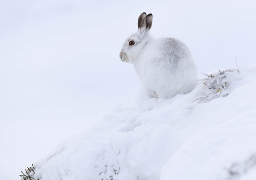 Liebre del ártico en la nieve.