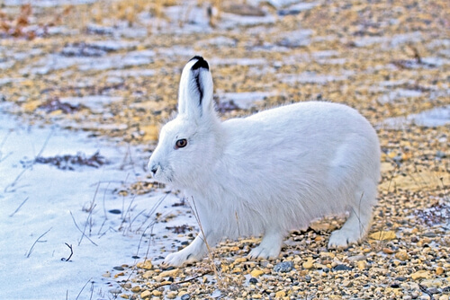 Liebre del ártico blanca.