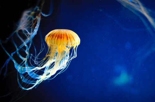 Lo que no sabías de las medusas