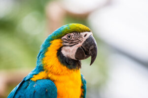 Los guacamayos que se sonrojan