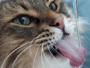 Cómo corregir malos comportamientos de tu gato