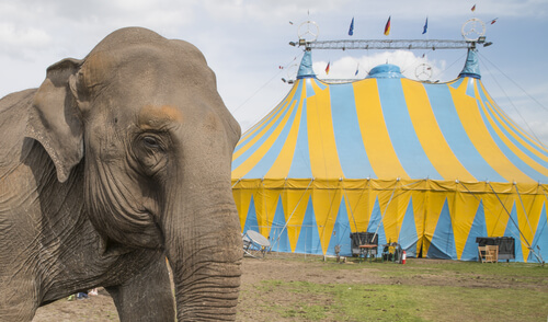 Maltrato de elefantes en circo