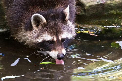 Mapache bebiendo agua