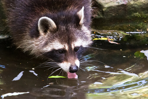 The raccoon drinking.