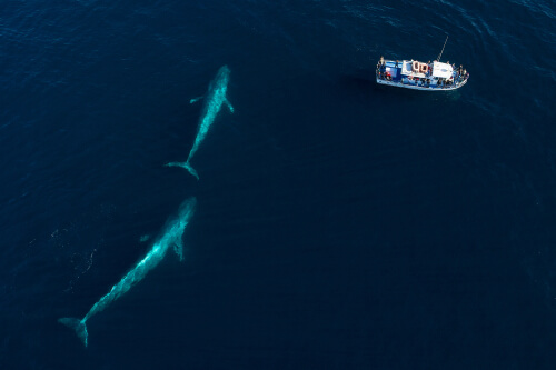 Nacimiento de la ballena azul