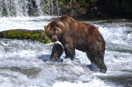 Oso grizzly comiendo salmón