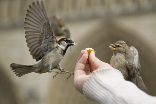 Des oiseau qui mangent un bout de pain.