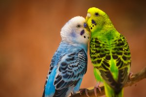Los periquitos: pájaros fieles a su pareja