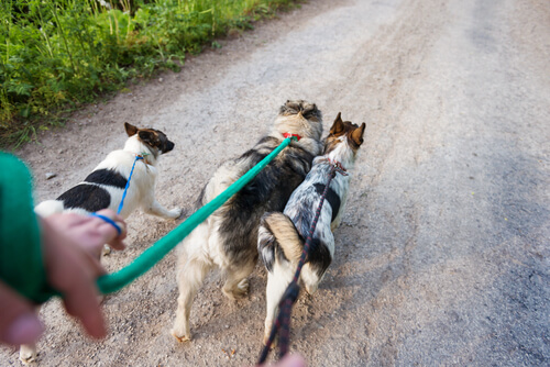 6 consejos a la hora de trabajar como paseador de perros