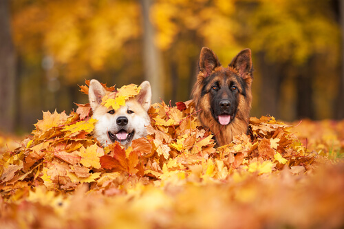 Pasear a tu perro en otoño