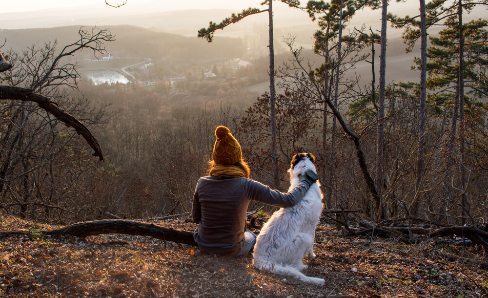Paseos con tu perro por el bosque.