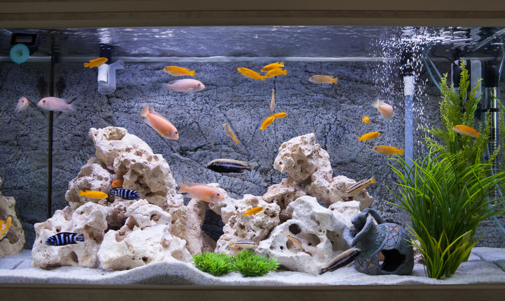 Peces en acuario.