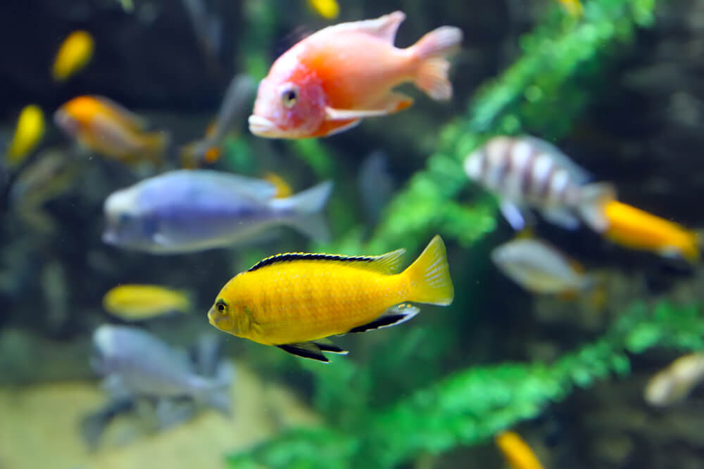 Peces contra el vidrio del acuario.