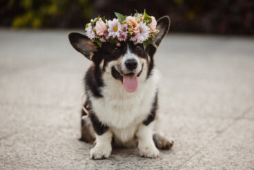 Perfumes para perros: ventajas y desventajas