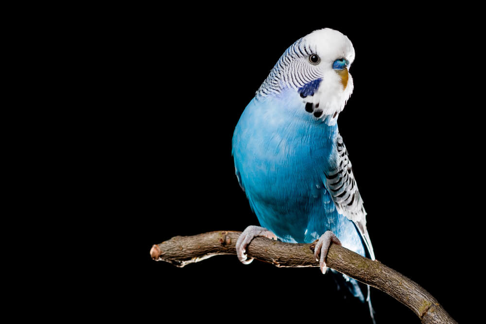 Periquito azul.