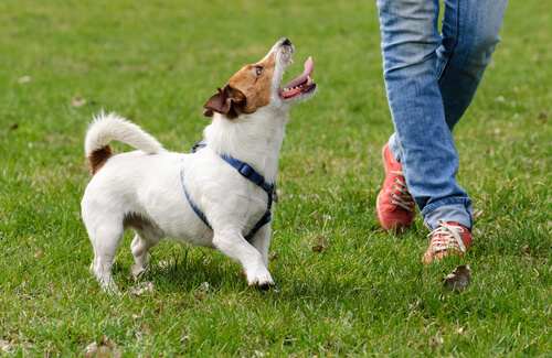 7 formas de mejorar la calidad de vida de los perros