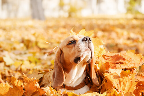 Tu perro disfruta de los juegos con las hojas de otoño