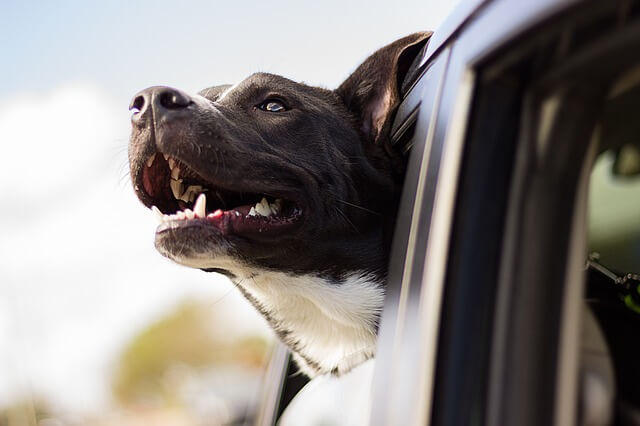 perro feliz