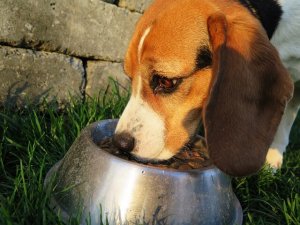 ¿Qué hacer si tu perro no come pienso?