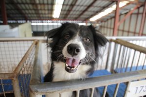 Adoptar un perro que fue abandonado: aspectos a tener en cuenta